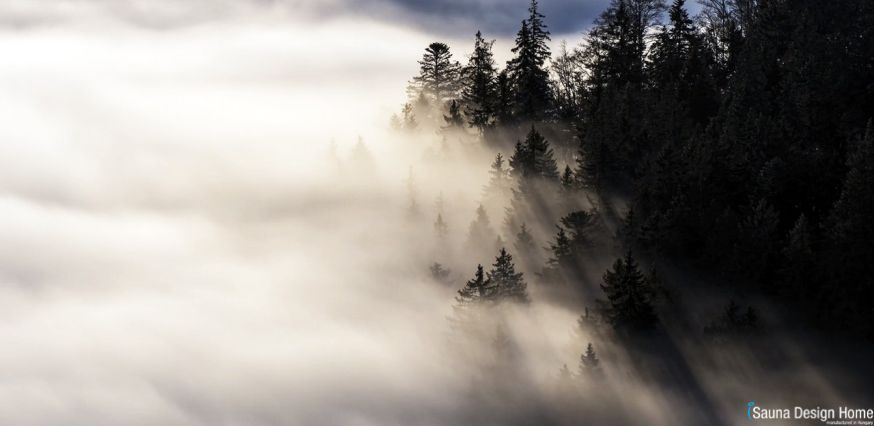  A cédrus valódi ereje