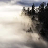  A cédrus valódi ereje